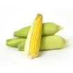 Picture of Sweet Corn