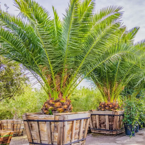 Picture of Palm Tree